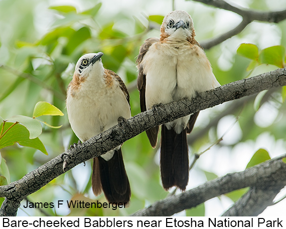 Bare-cheeked Babbler - © James F Wittenberger and Exotic Birding LLC