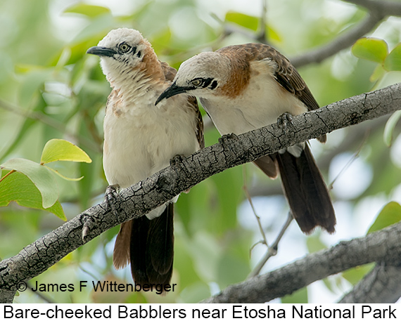 Bare-cheeked Babbler - © James F Wittenberger and Exotic Birding LLC