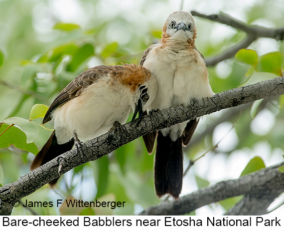Bare-cheeked Babbler - © James F Wittenberger and Exotic Birding LLC