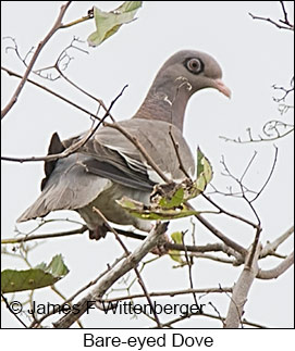 Bare-eyed Pigeon - &copy; James F Wittenberger and Exotic Birding LLC
