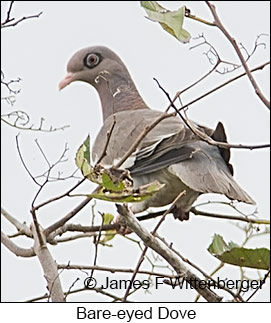 Bare-eyed Pigeon - © James F Wittenberger and Exotic Birding LLC