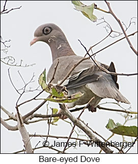 Bare-eyed Pigeon - © James F Wittenberger and Exotic Birding LLC Bare-eyed Pigeon - © James F Wittenberger and Exotic Birding LLC