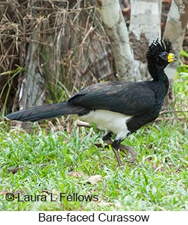 Bare-faced Curassow - © Laura L Fellows and Exotic Birding LLC