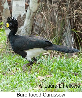 Bare-faced Curassow - © Laura L Fellows and Exotic Birding LLC