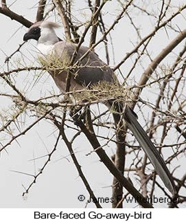 Bare-faced Go-away-bird - © James F Wittenberger and Exotic Birding LLC