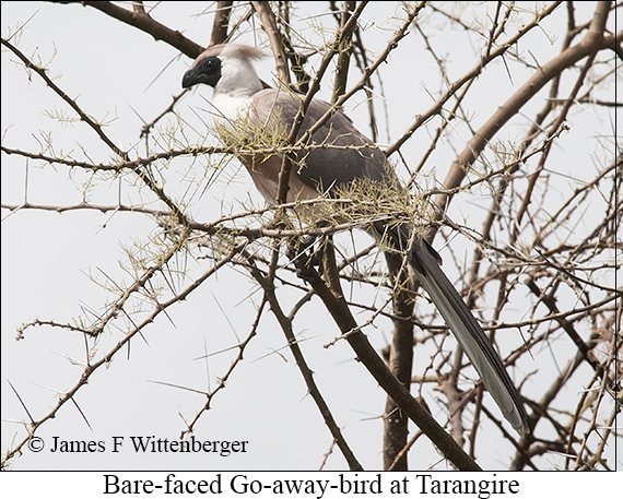 Bare-faced Go-away-bird - © James F Wittenberger and Exotic Birding LLC