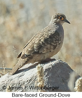 Bare-faced Ground Dove - © James F Wittenberger and Exotic Birding LLC Bare-faced Ground Dove - © James F Wittenberger and Exotic Birding LLC
