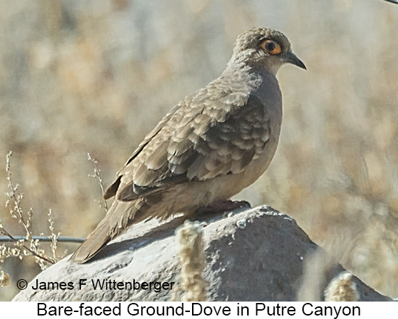 Bare-faced Ground Dove - © James F Wittenberger and Exotic Birding LLC Bare-faced Ground Dove - © James F Wittenberger and Exotic Birding LLC