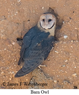 Barn Owl - © James F Wittenberger and Exotic Birding LLC