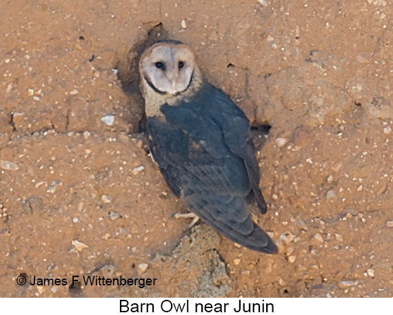 Barn Owl - © James F Wittenberger and Exotic Birding LLC