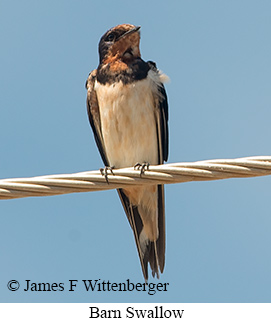 Barn Swallow - © James F Wittenberger and Exotic Birding LLC