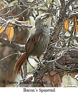 Baron's Spinetail - © James F Wittenberger and Exotic Birding LLC