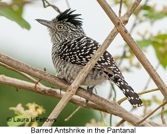 Barred Antshrike - © Laura L Fellows and Exotic Birding LLC