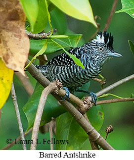 Barred Antshrike - © Laura L Fellows and Exotic Birding LLC Barred Antshrike - © Laura L Fellows and Exotic Birding LLC