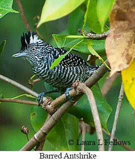 Barred Antshrike - © Laura L Fellows and Exotic Birding LLC