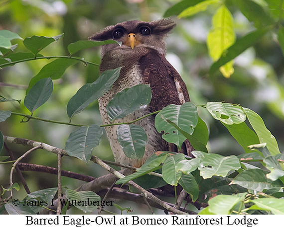 Barred Eagle-Owl - © James F Wittenberger and Exotic Birding LLC