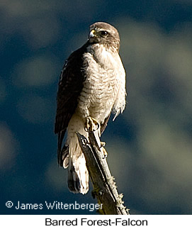 Barred Forest-Falcon - © James F Wittenberger and Exotic Birding LLC