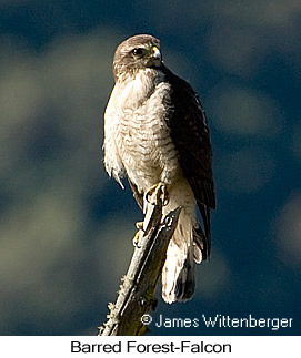 Barred Forest-Falcon - © James F Wittenberger and Exotic Birding LLC