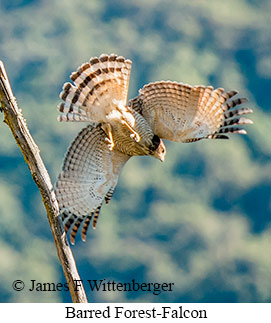 Barred Forest-Falcon - © James F Wittenberger and Exotic Birding LLC