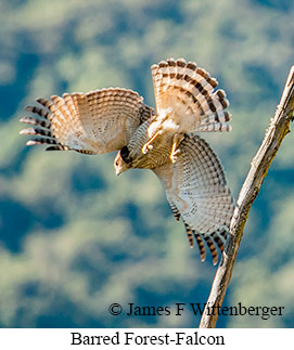 Barred Forest-Falcon - © James F Wittenberger and Exotic Birding LLC Barred Forest-Falcon - © James F Wittenberger and Exotic Birding LLC