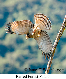 Barred Forest-Falcon - © James F Wittenberger and Exotic Birding LLC