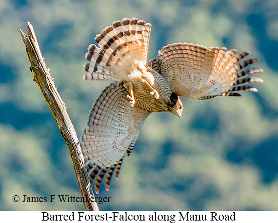 Barred Forest-Falcon - © James F Wittenberger and Exotic Birding LLC