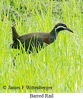 Barred Rail - © James F Wittenberger and Exotic Birding LLC