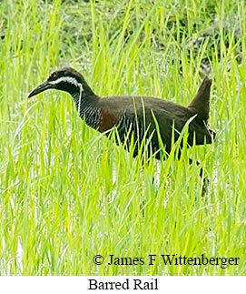 Barred Rail - &copy; James F Wittenberger and Exotic Birding LLC