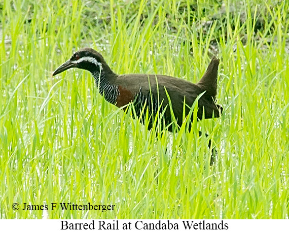 Barred Rail - © James F Wittenberger and Exotic Birding LLC