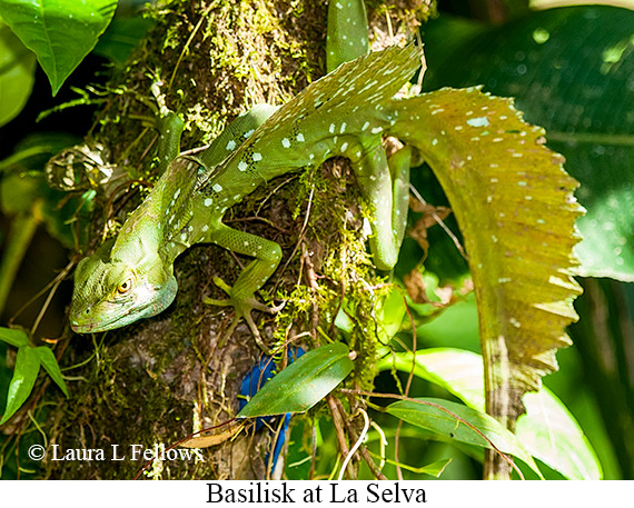 Basilisk - © James F Wittenberger and Exotic Birding LLC