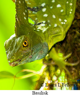 Basilisk - © Laura L Fellows and Exotic Birding LLC Basilisk - © Laura L Fellows and Exotic Birding LLC