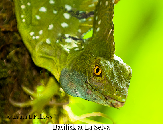 Basilisk - © Laura L Fellows and Exotic Birding LLC Basilisk - © Laura L Fellows and Exotic Birding LLC