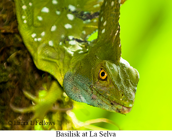 Basilisk - © Laura L Fellows and Exotic Birding LLC