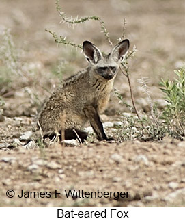 Bat-eared Fox - © James F Wittenberger and Exotic Birding LLC