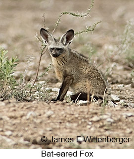 Bat-eared Fox - &copy; James F Wittenberger and Exotic Birding LLC
