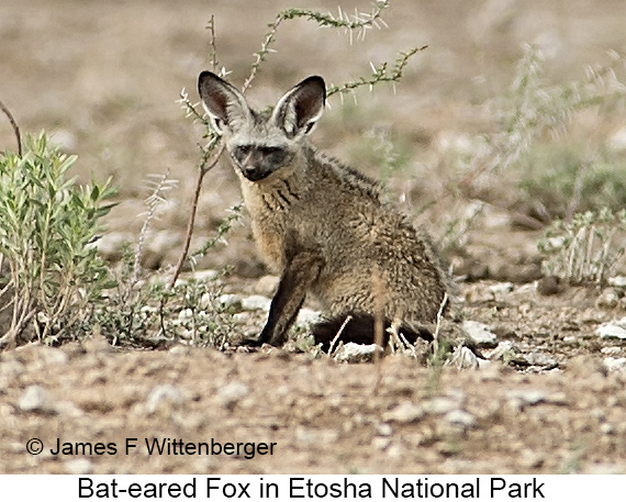 Bat-eared Fox - © James F Wittenberger and Exotic Birding LLC