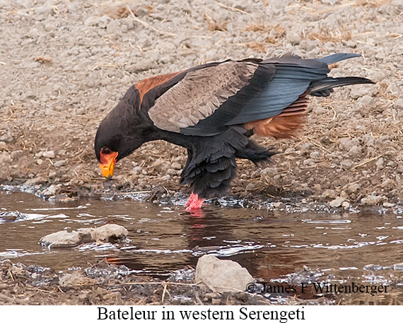 Bateleur - © James F Wittenberger and Exotic Birding LLC