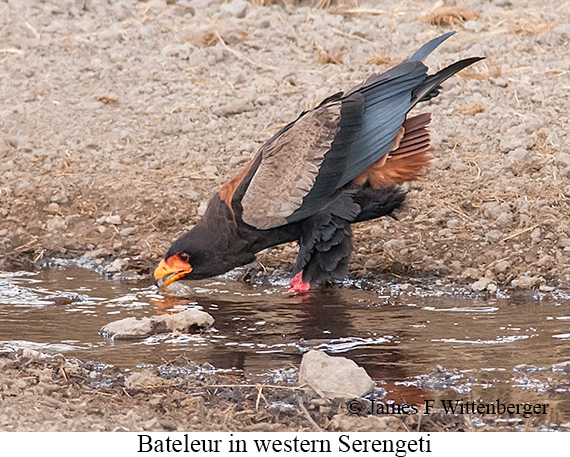 Bateleur - © James F Wittenberger and Exotic Birding LLC