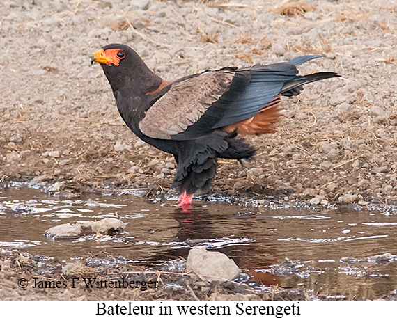 Bateleur - © James F Wittenberger and Exotic Birding LLC