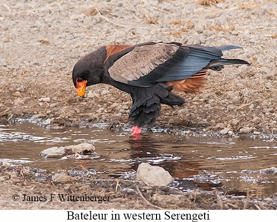 Bateleur - © James F Wittenberger and Exotic Birding LLC