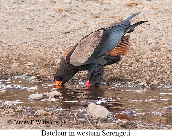 Bateleur - © James F Wittenberger and Exotic Birding LLC