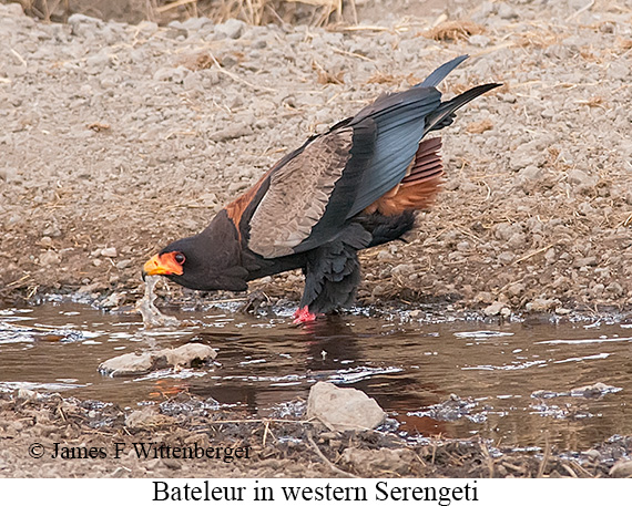 Bateleur - © James F Wittenberger and Exotic Birding LLC