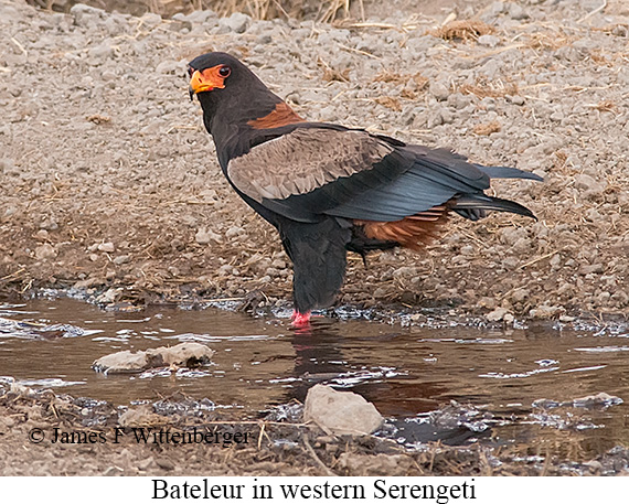 Bateleur - © James F Wittenberger and Exotic Birding LLC