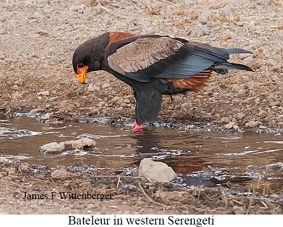 Bateleur - © James F Wittenberger and Exotic Birding LLC