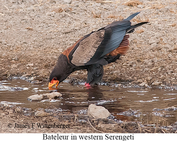 Bateleur - © James F Wittenberger and Exotic Birding LLC