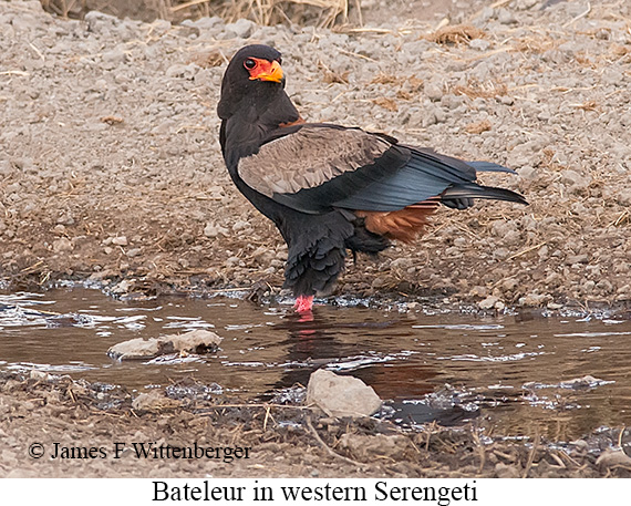 Bateleur - © James F Wittenberger and Exotic Birding LLC