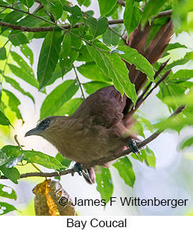 Bay Coucal - © James F Wittenberger and Exotic Birding LLC