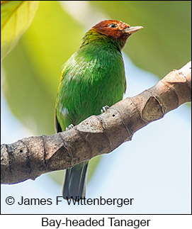 Bay-headed Tanager - © James F Wittenberger and Exotic Birding LLC