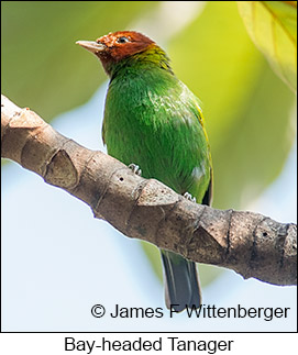 Bay-headed Tanager - © James F Wittenberger and Exotic Birding LLC