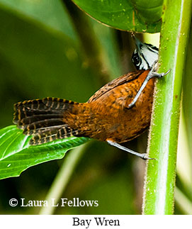 Bay Wren - © Laura L Fellows and Exotic Birding LLC